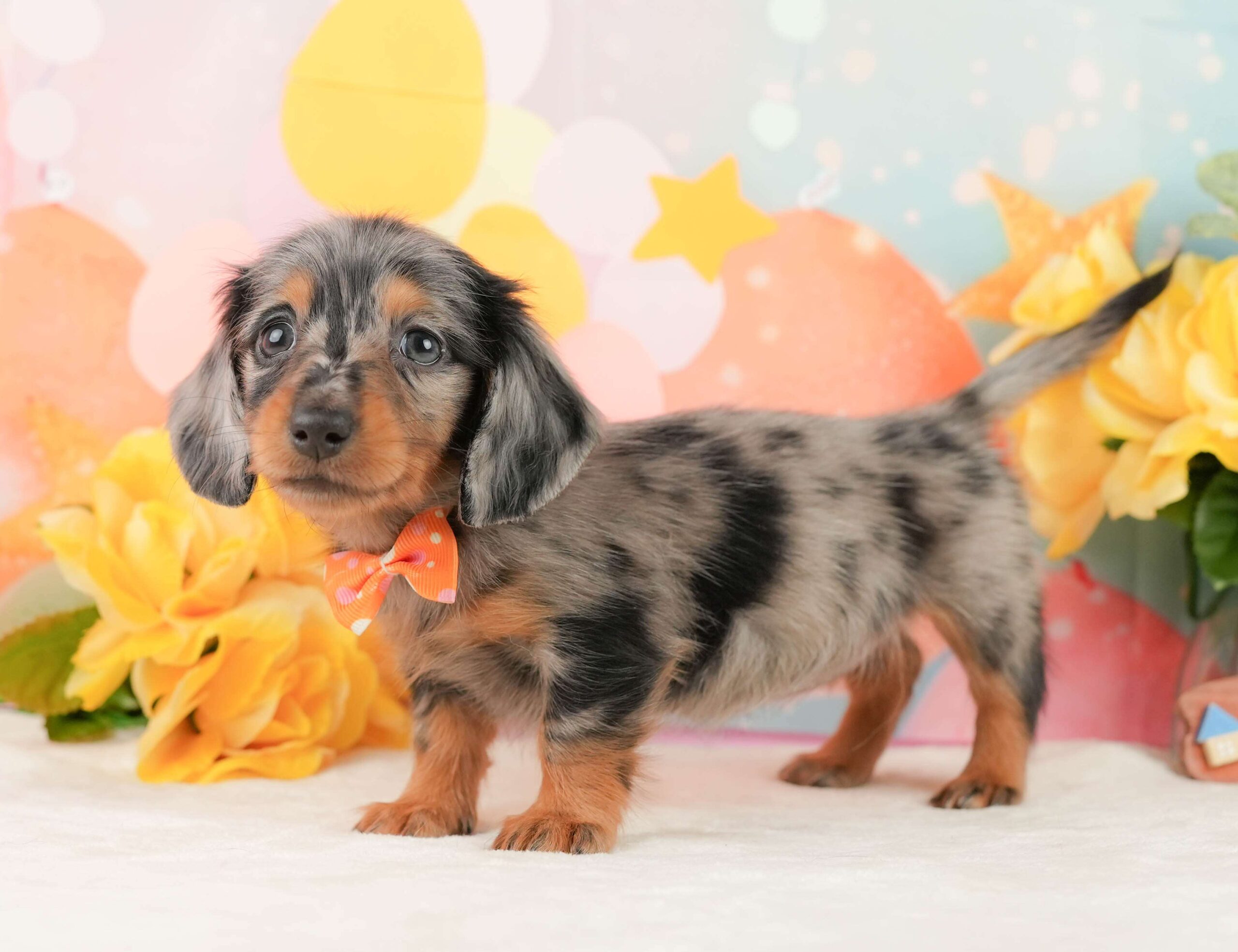 ミニチュア・ダックスフンド(ロング) | 女の子 | シルバーダップル | 2026年1月19日（ID:dog-200015211）