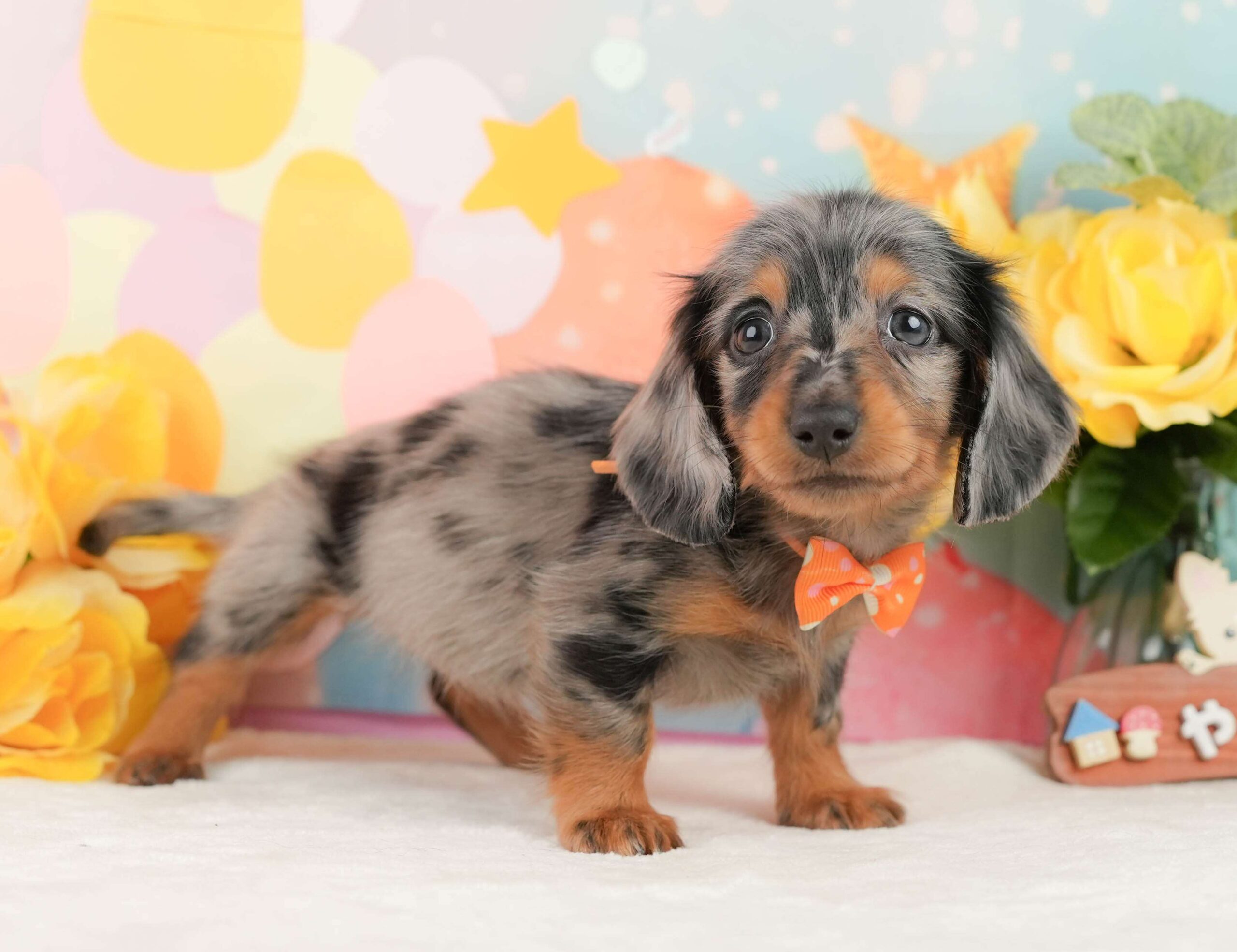 ミニチュア・ダックスフンド(ロング) | 女の子 | シルバーダップル | 2026年1月19日（ID:dog-200015211）