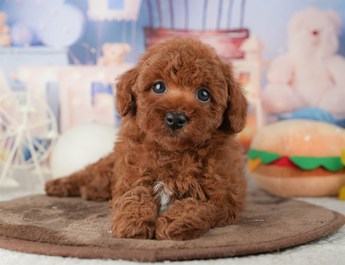 トイ・プードル | 男の子 | レッド | 2026年1月22日（ID:dog-200015251）