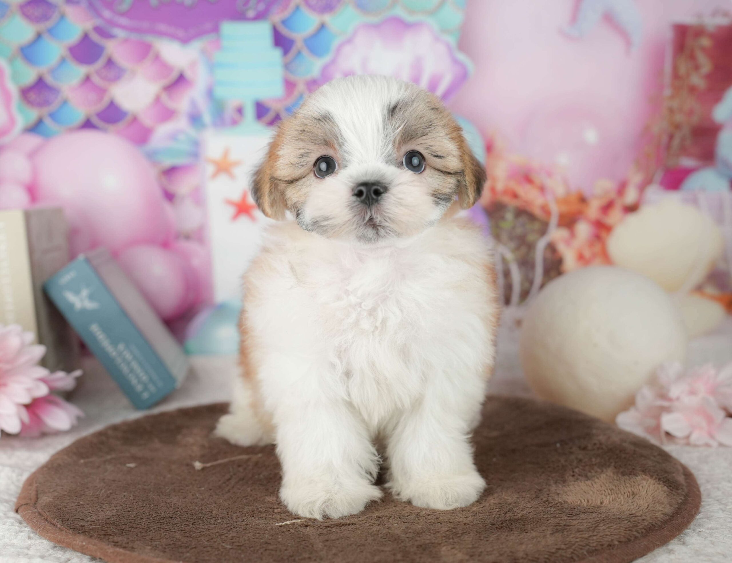 マルズー | 女の子 | ホワイト＆ゴールド | 2026年1月24日