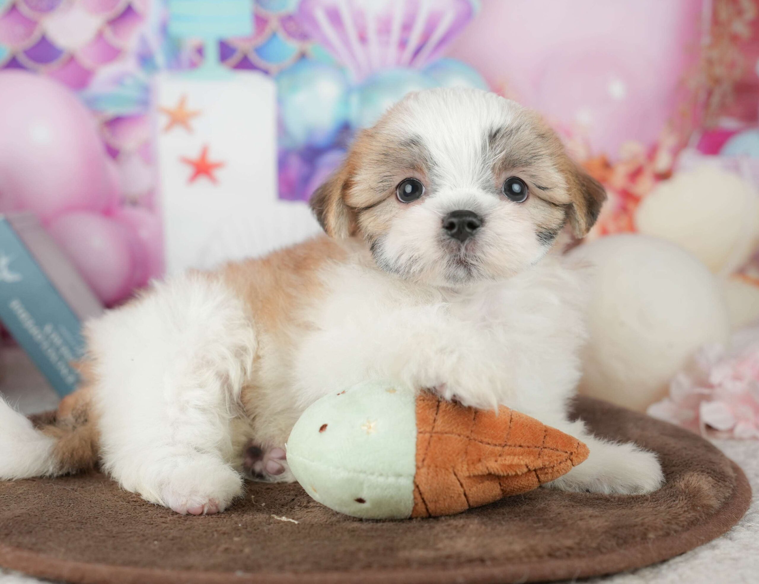 マルズー | 女の子 | ホワイト＆ゴールド | 2026年1月24日