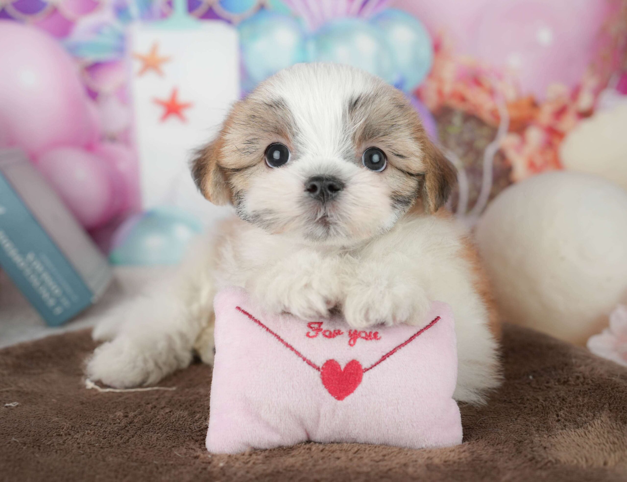 マルズー | 女の子 | ホワイト＆ゴールド | 2026年1月24日