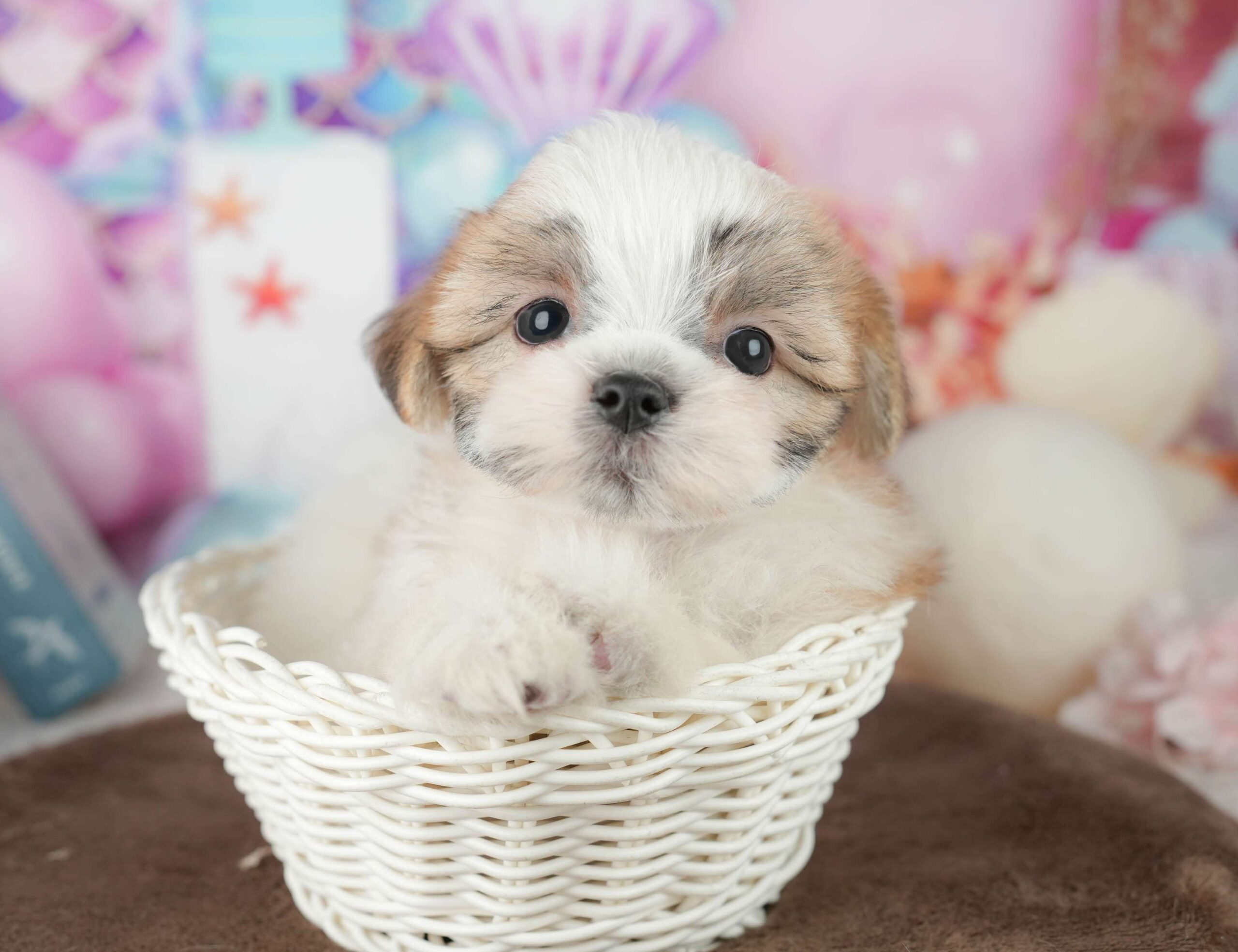 マルズー | 女の子 | ホワイト＆ゴールド | 2026年1月24日