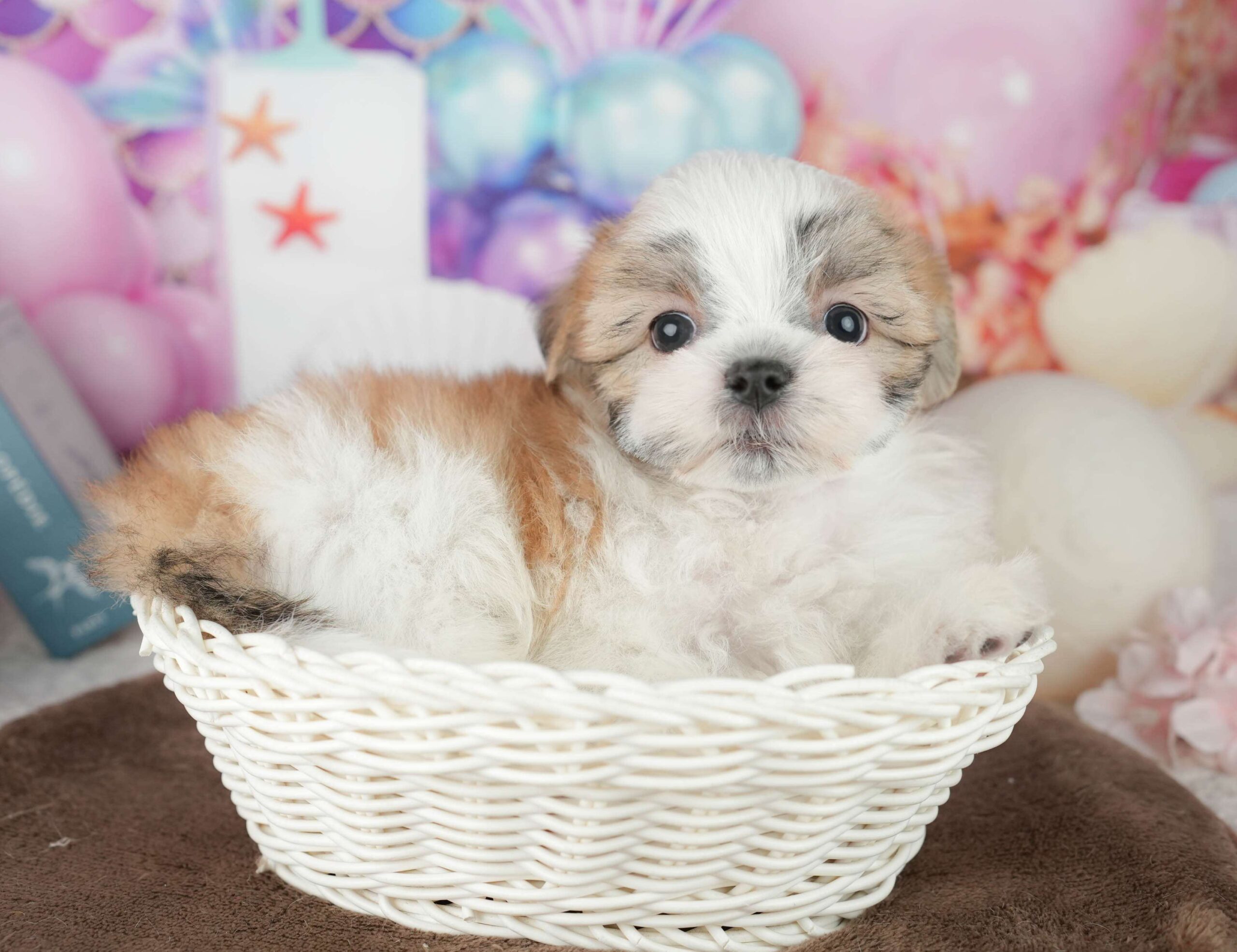 マルズー | 女の子 | ホワイト＆ゴールド | 2026年1月24日