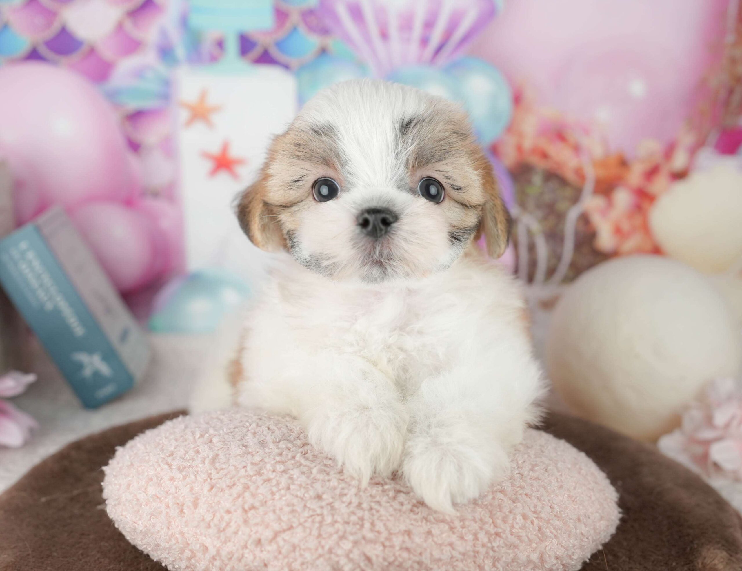 マルズー | 女の子 | ホワイト＆ゴールド | 2026年1月24日