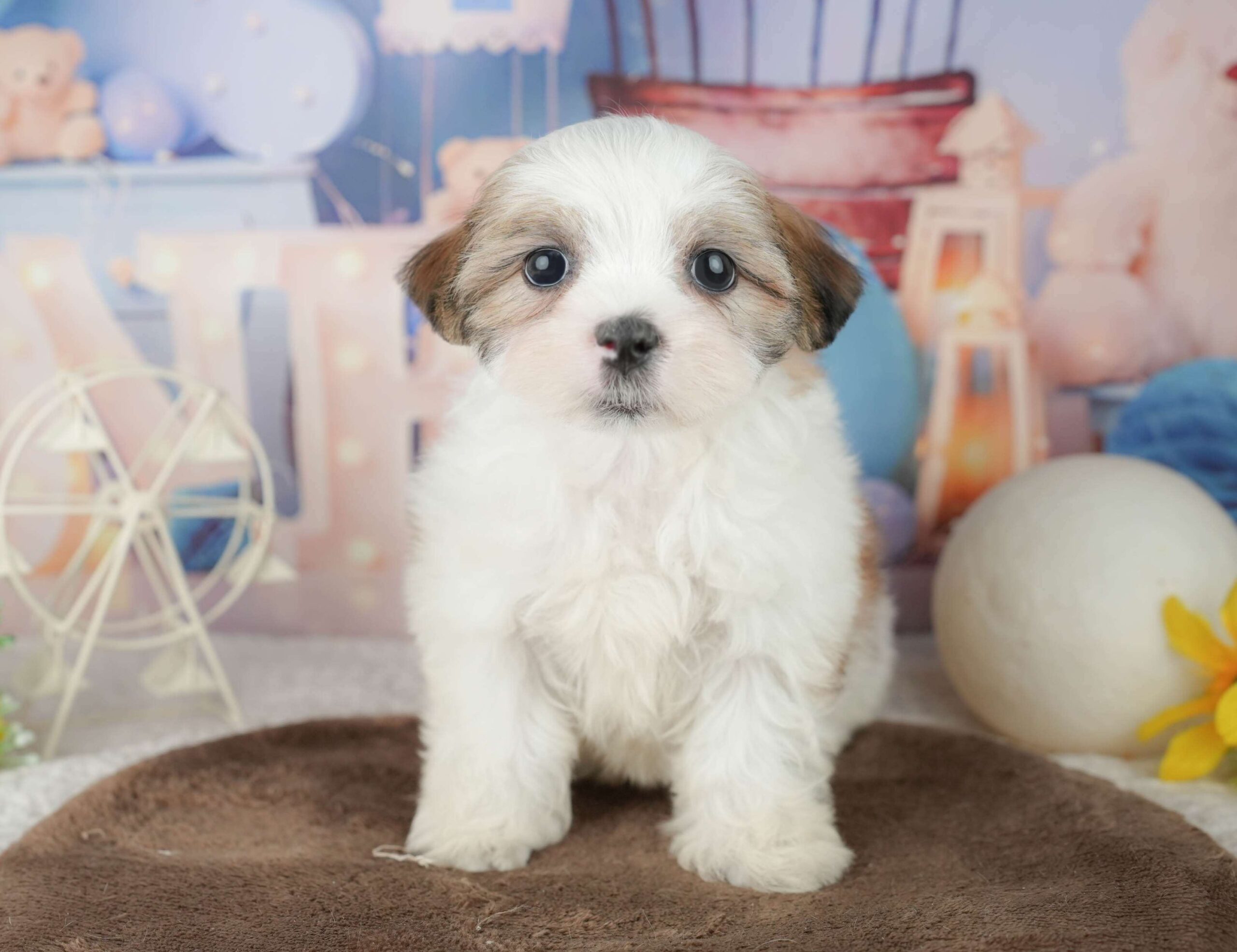 マルズー | 男の子 | ホワイト＆ゴールド | 2026年1月24日