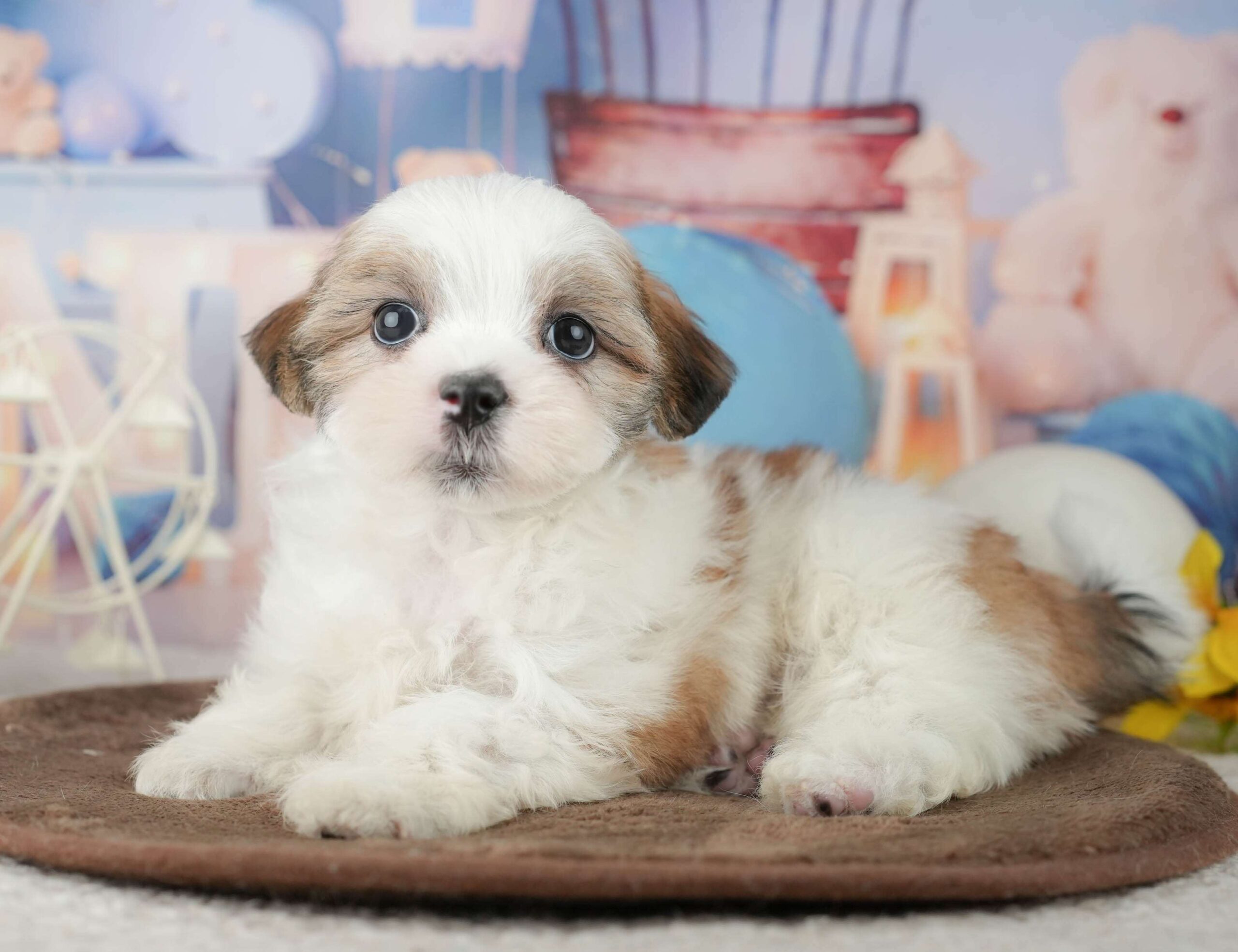 マルズー | 男の子 | ホワイト＆ゴールド | 2026年1月24日