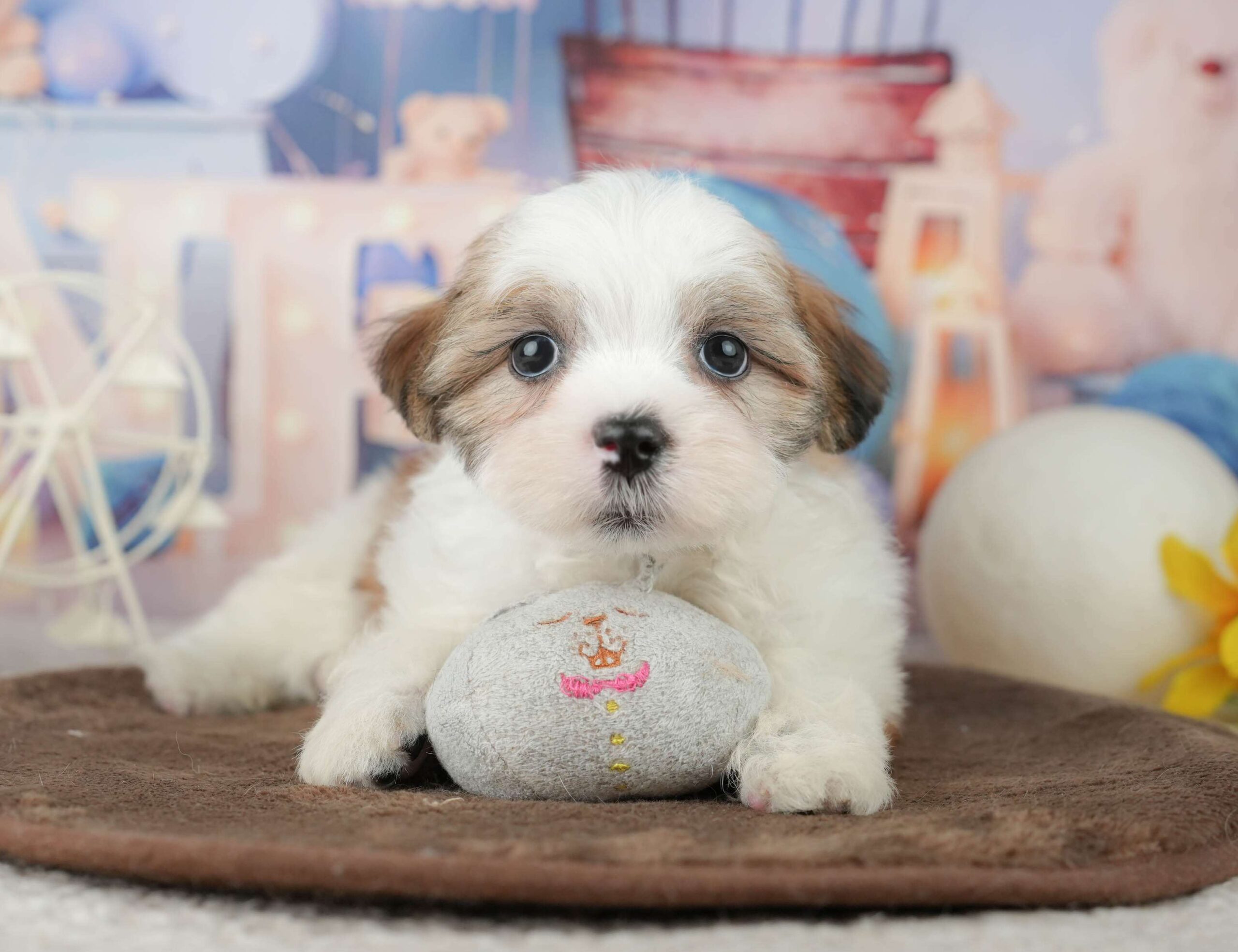 マルズー | 男の子 | ホワイト＆ゴールド | 2026年1月24日