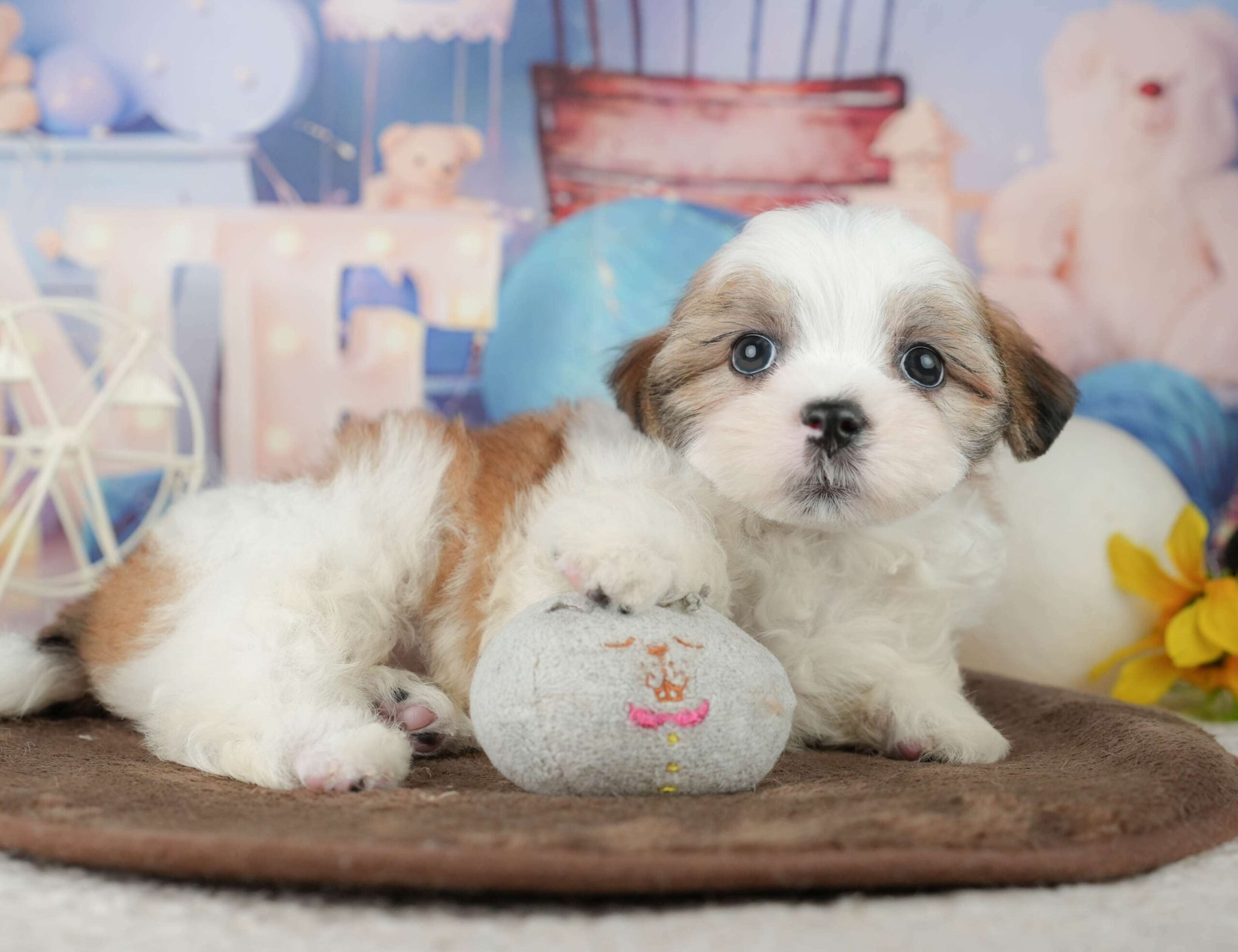 マルズー | 男の子 | ホワイト＆ゴールド | 2026年1月24日