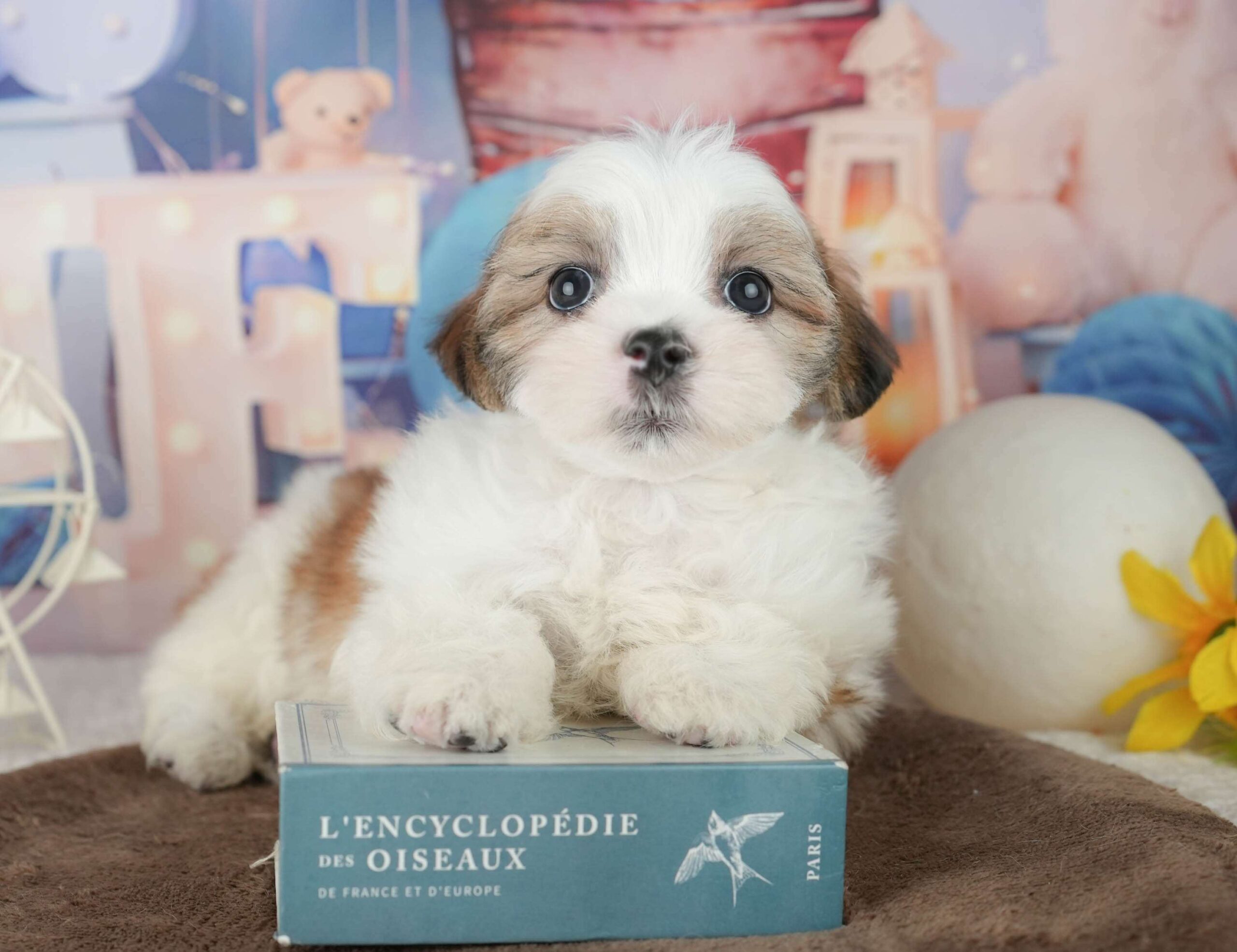 マルズー | 男の子 | ホワイト＆ゴールド | 2026年1月24日