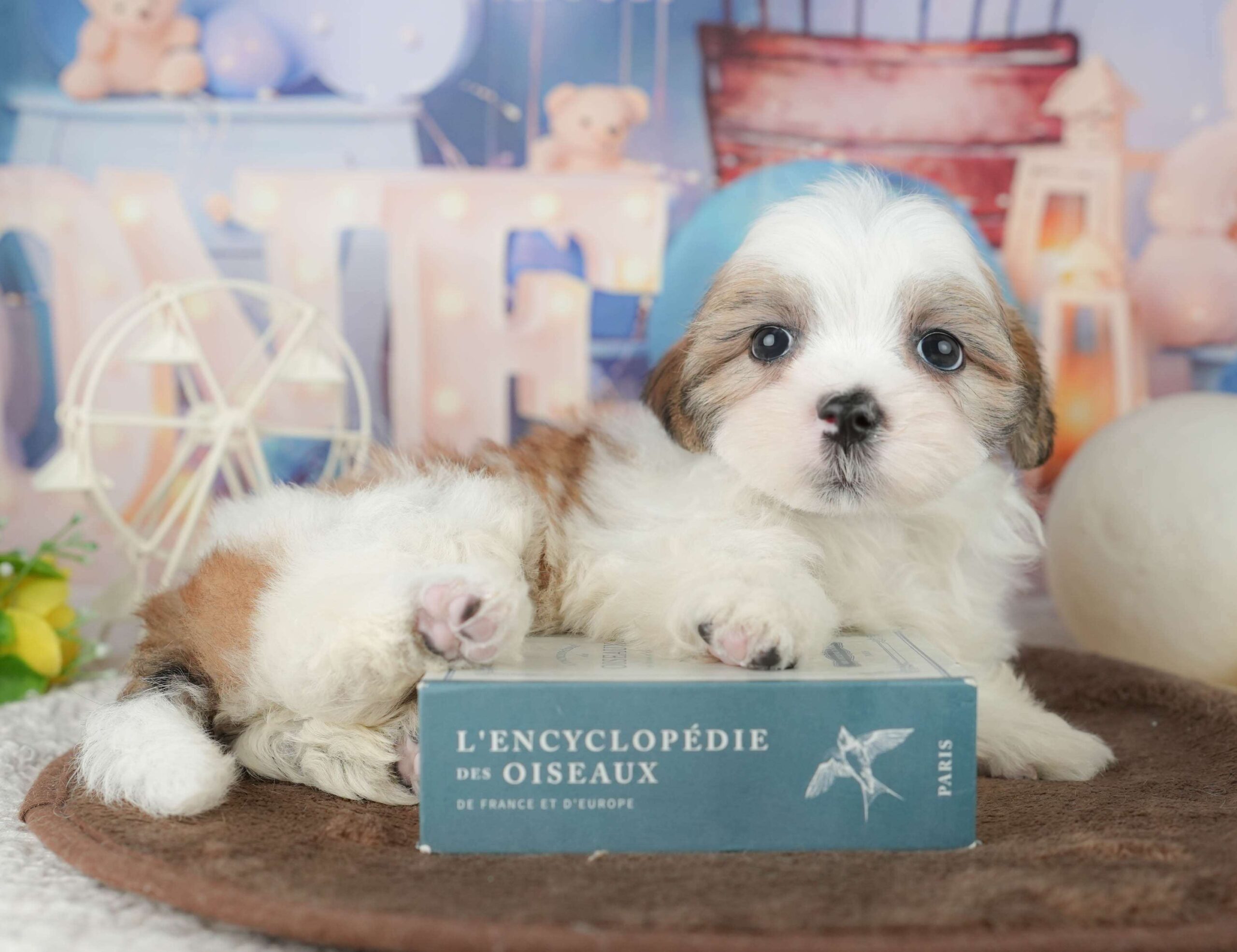 マルズー | 男の子 | ホワイト＆ゴールド | 2026年1月24日