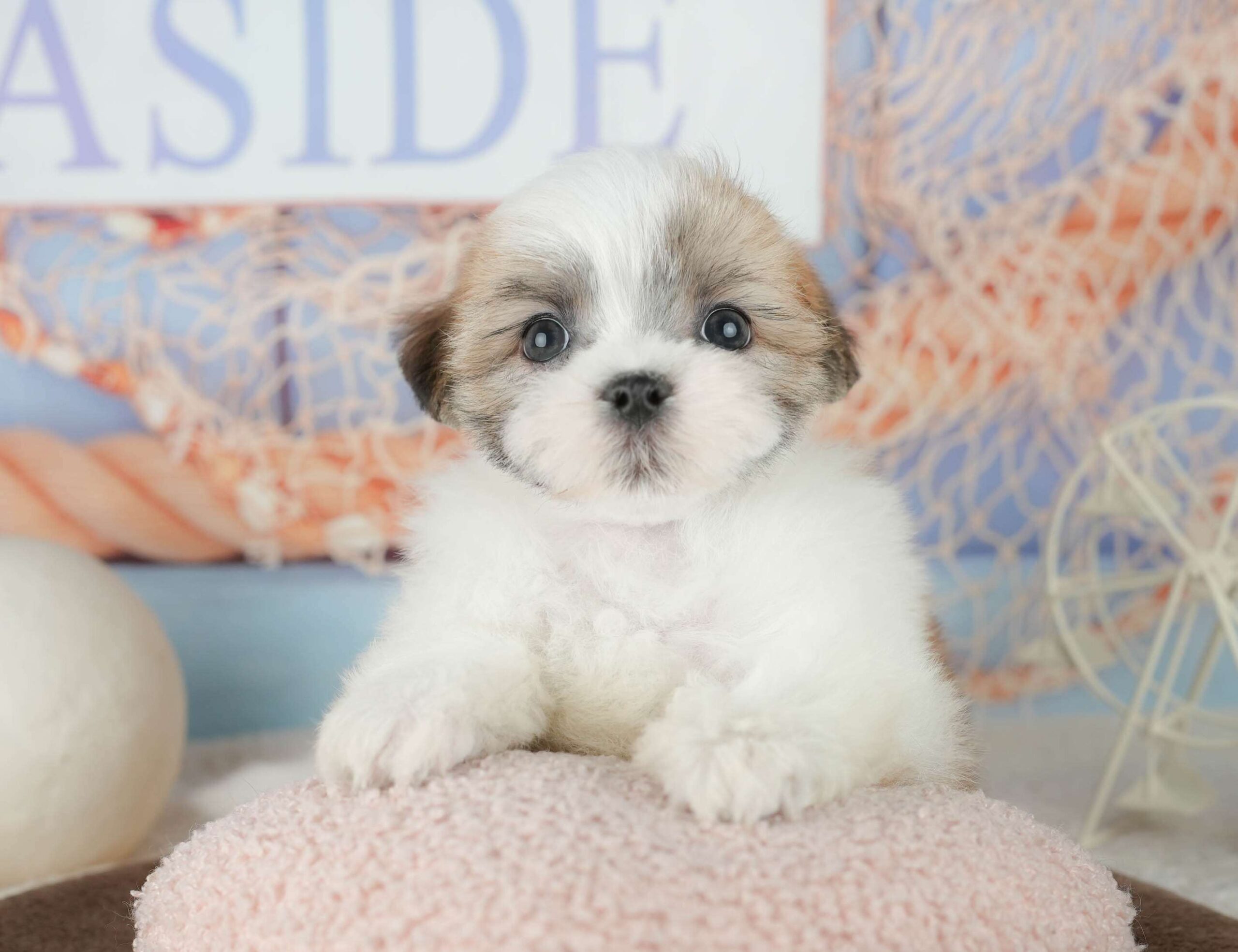 マルズー | 男の子 | ホワイト＆ゴールド | 2026年1月24日