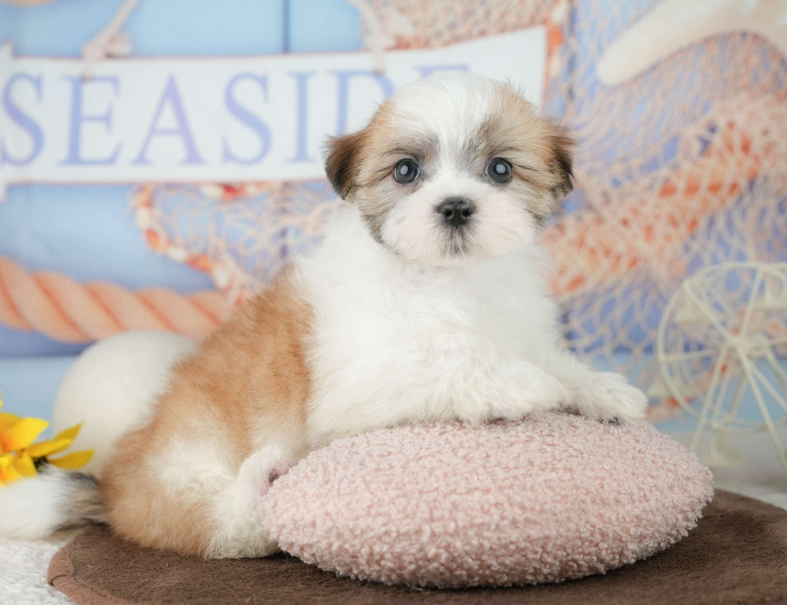 マルズー | 男の子 | ホワイト＆ゴールド | 2026年1月24日