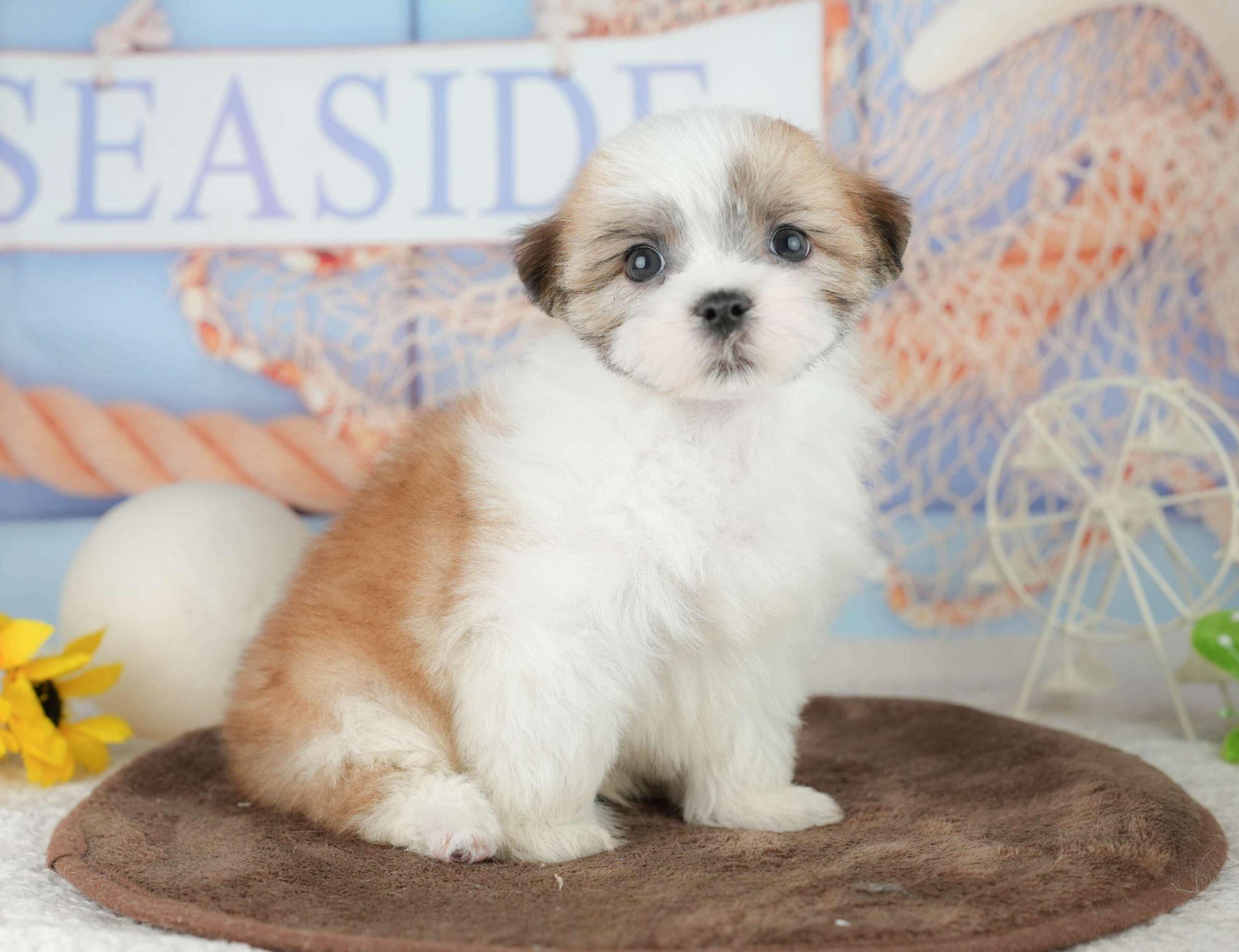 マルズー | 男の子 | ホワイト＆ゴールド | 2026年1月24日