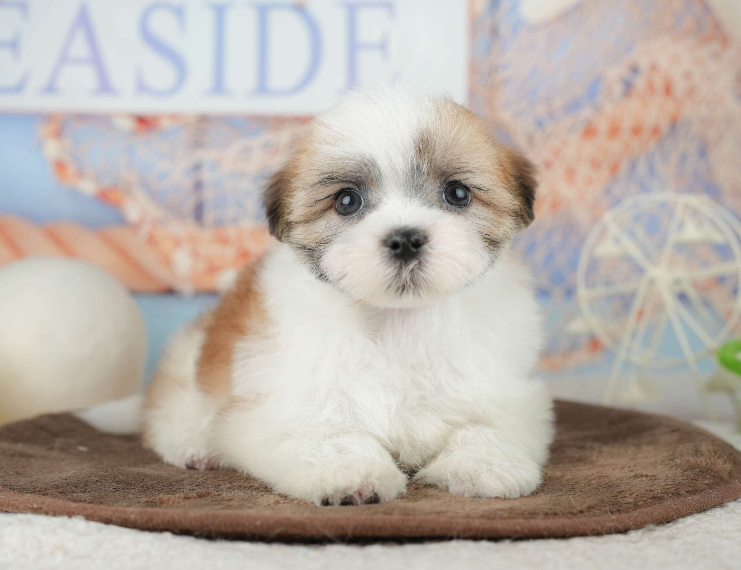 マルズー | 男の子 | ホワイト＆ゴールド | 2026年1月24日