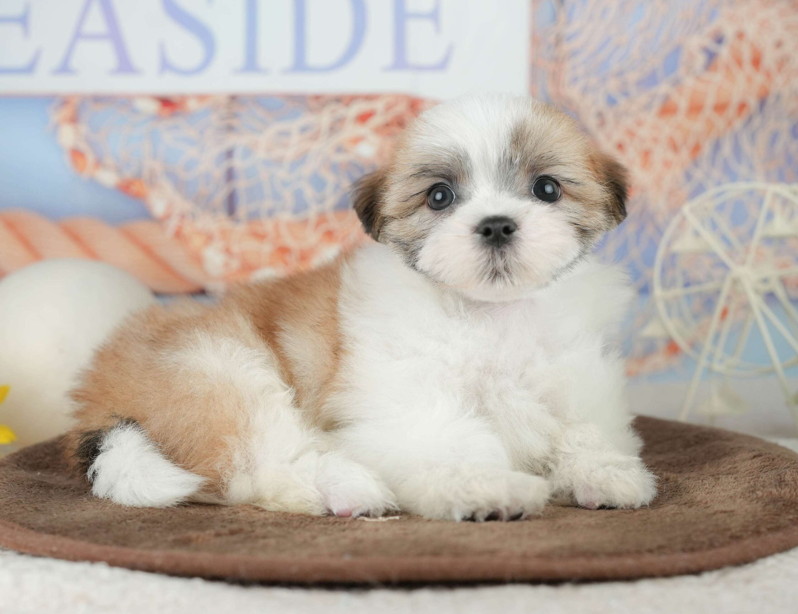 マルズー | 男の子 | ホワイト＆ゴールド | 2026年1月24日