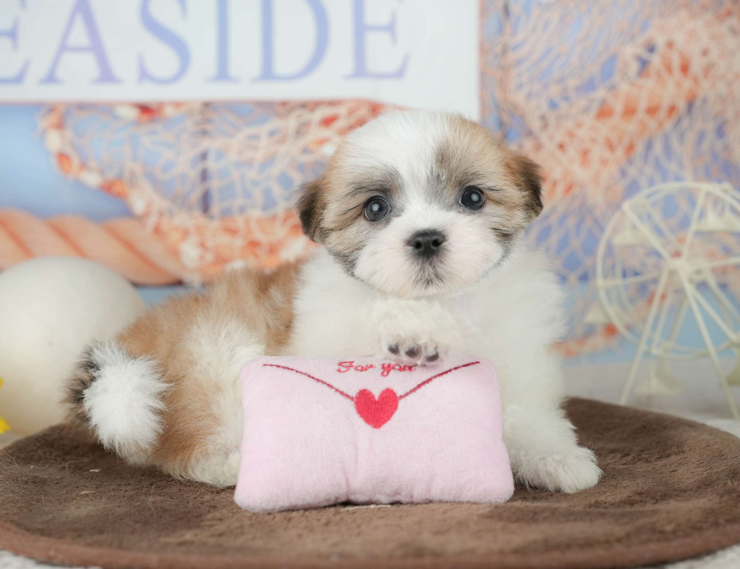 マルズー | 男の子 | ホワイト＆ゴールド | 2026年1月24日