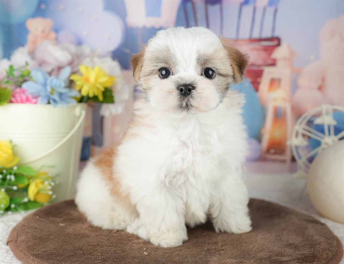 マルズー | 女の子 | ホワイト＆ゴールド | 2026年1月24日（ID:dog-200015282）