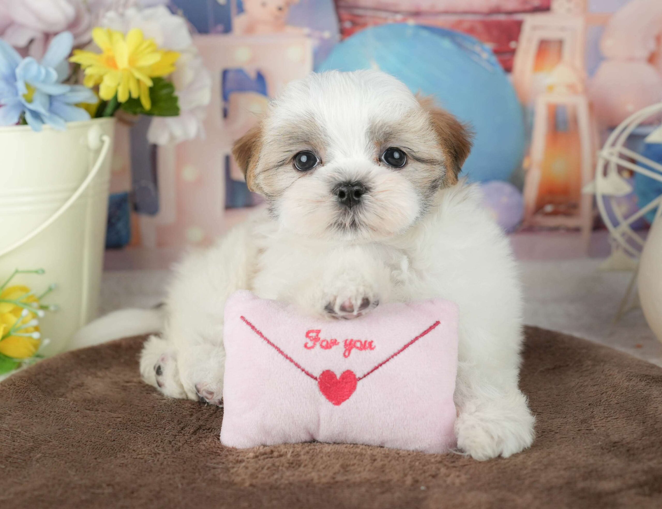 マルズー | 女の子 | ホワイト＆ゴールド | 2026年1月24日