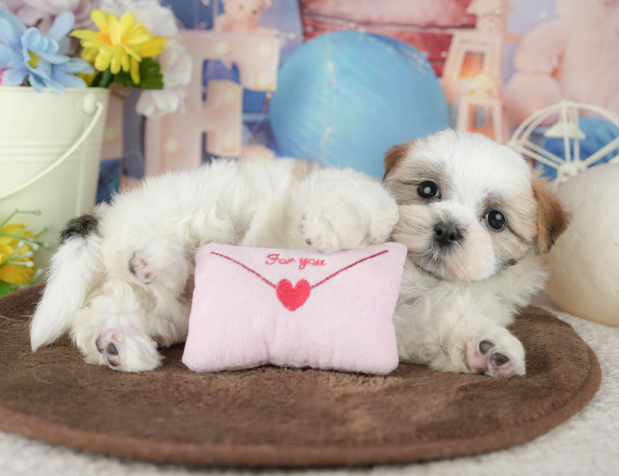 マルズー | 女の子 | ホワイト＆ゴールド | 2026年1月24日