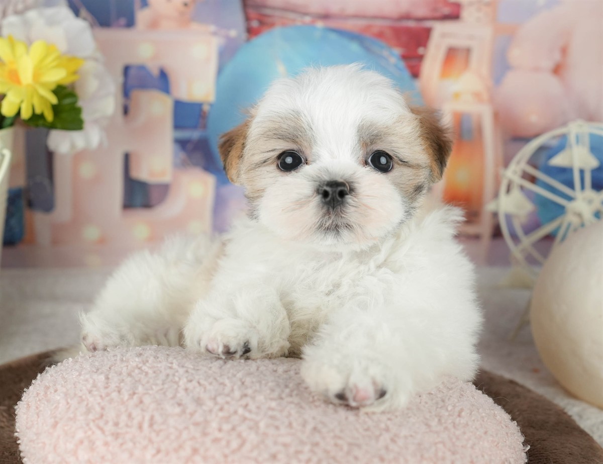 マルズー | 女の子 | ホワイト＆ゴールド | 2026年1月24日（ID:dog-200015282）