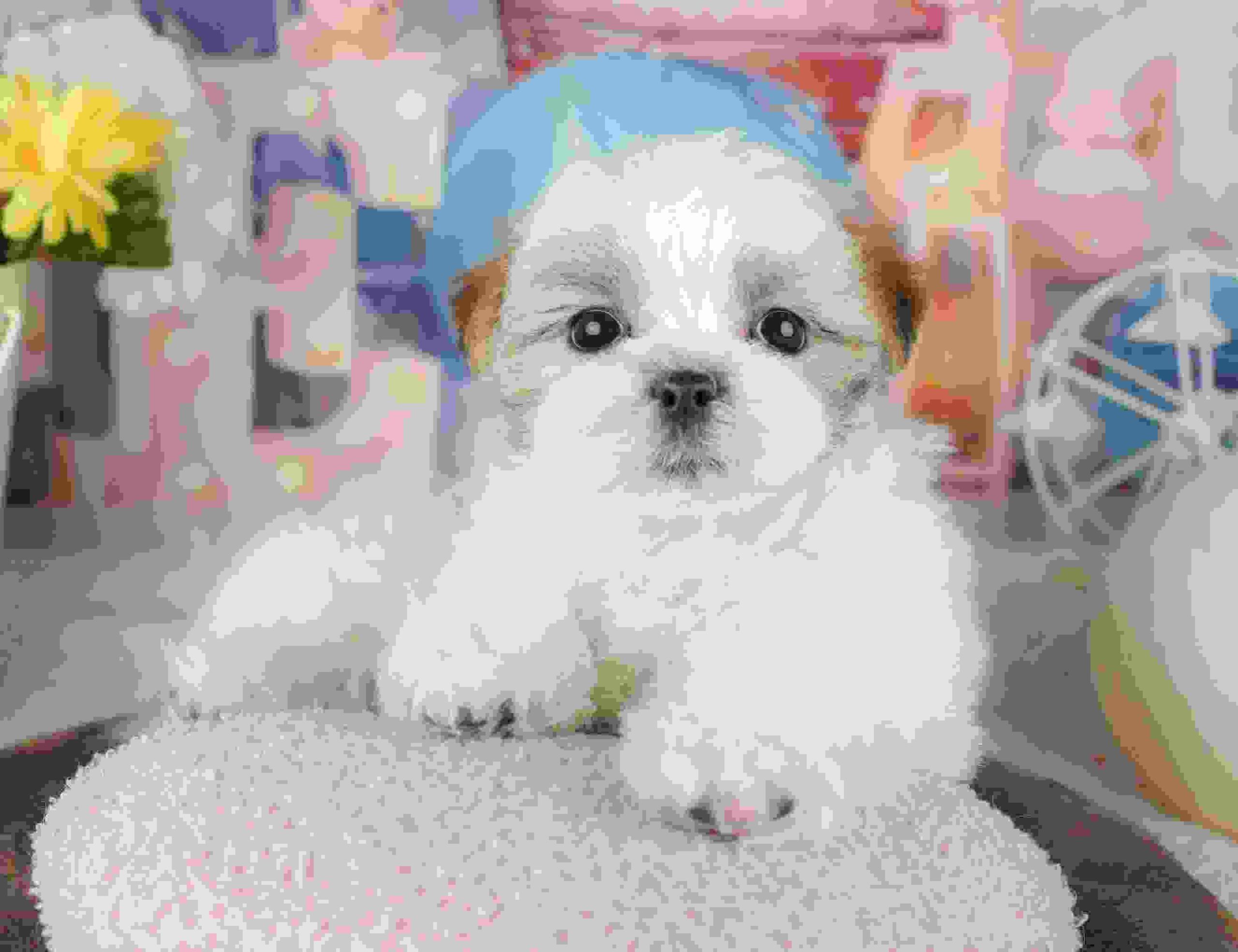 マルズー | 女の子 | ホワイト＆ゴールド | 2026年1月24日