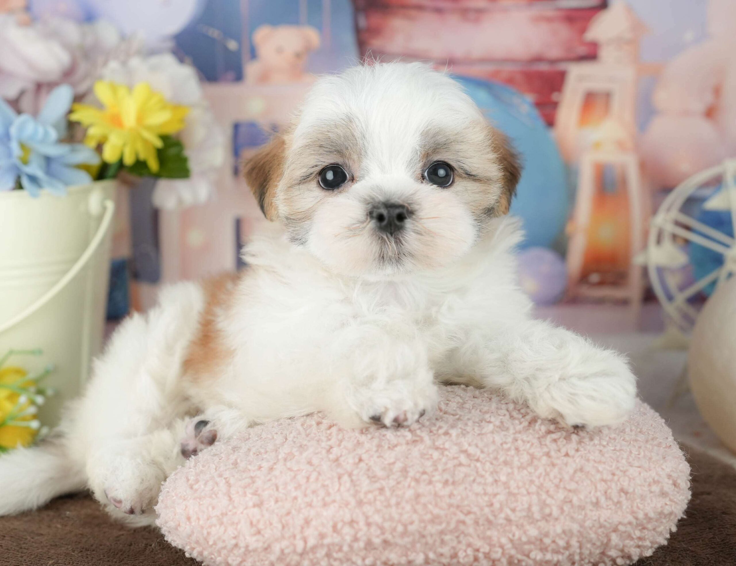 マルズー | 女の子 | ホワイト＆ゴールド | 2026年1月24日