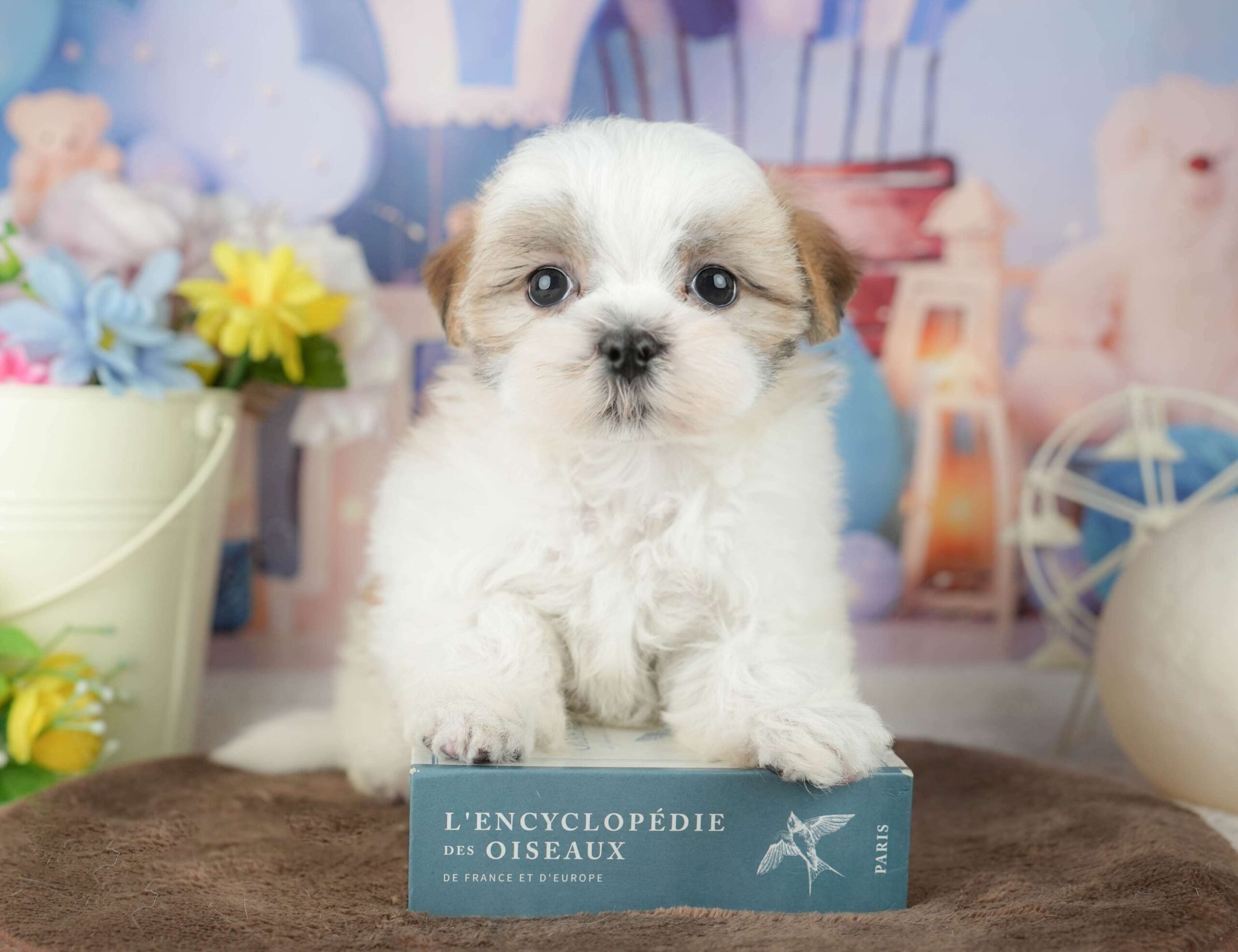 マルズー | 女の子 | ホワイト＆ゴールド | 2026年1月24日