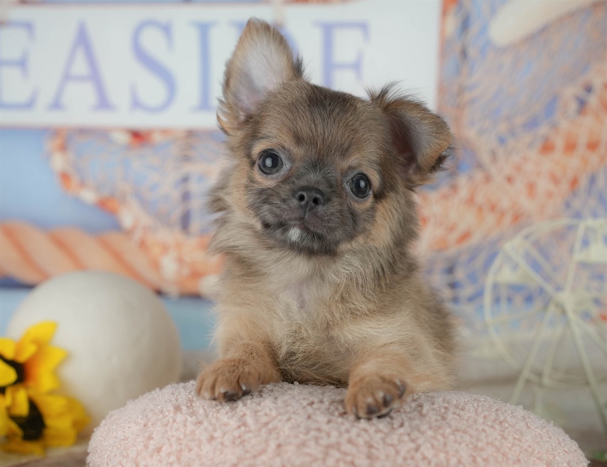 チワワ(ロング) | 男の子 | フォーン | 2026年1月24日（ID:dog-200015286）