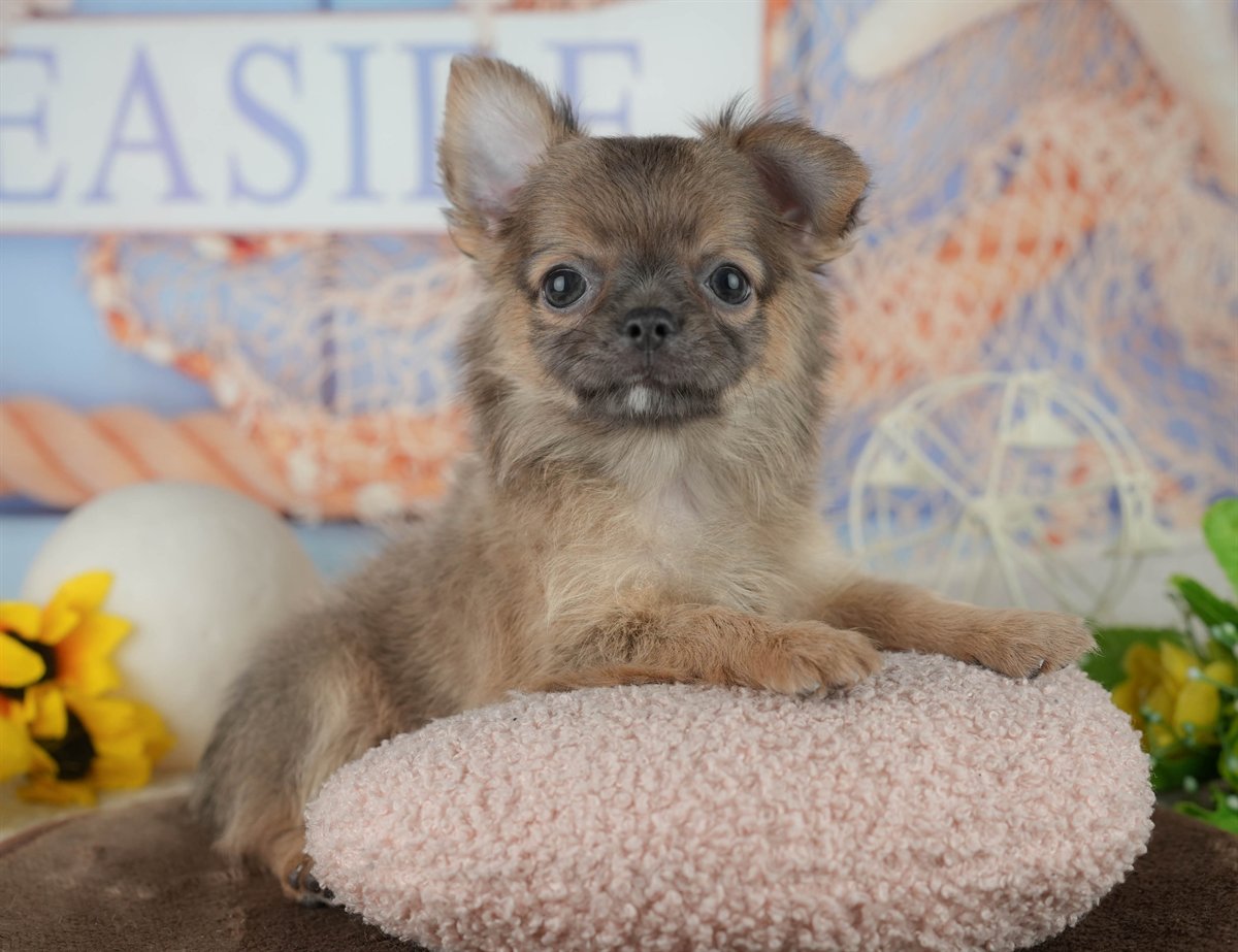 チワワ(ロング) | 男の子 | フォーン | 2026年1月24日（ID:dog-200015286）