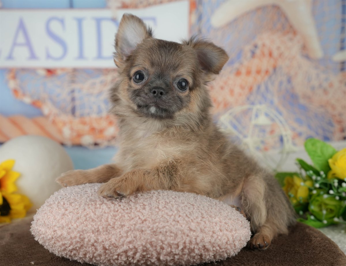 チワワ(ロング) | 男の子 | フォーン | 2026年1月24日（ID:dog-200015286）