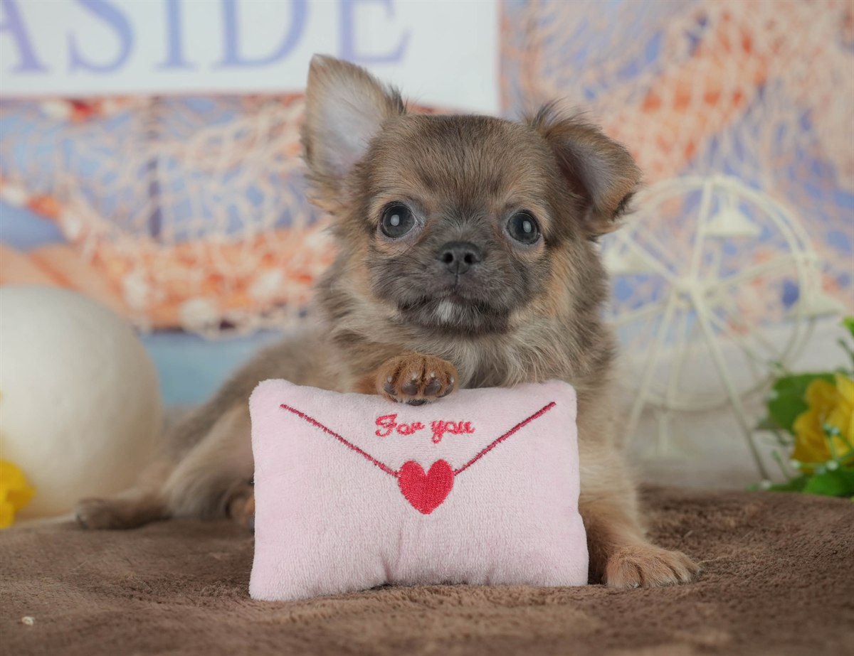 チワワ(ロング) | 男の子 | フォーン | 2026年1月24日（ID:dog-200015286）