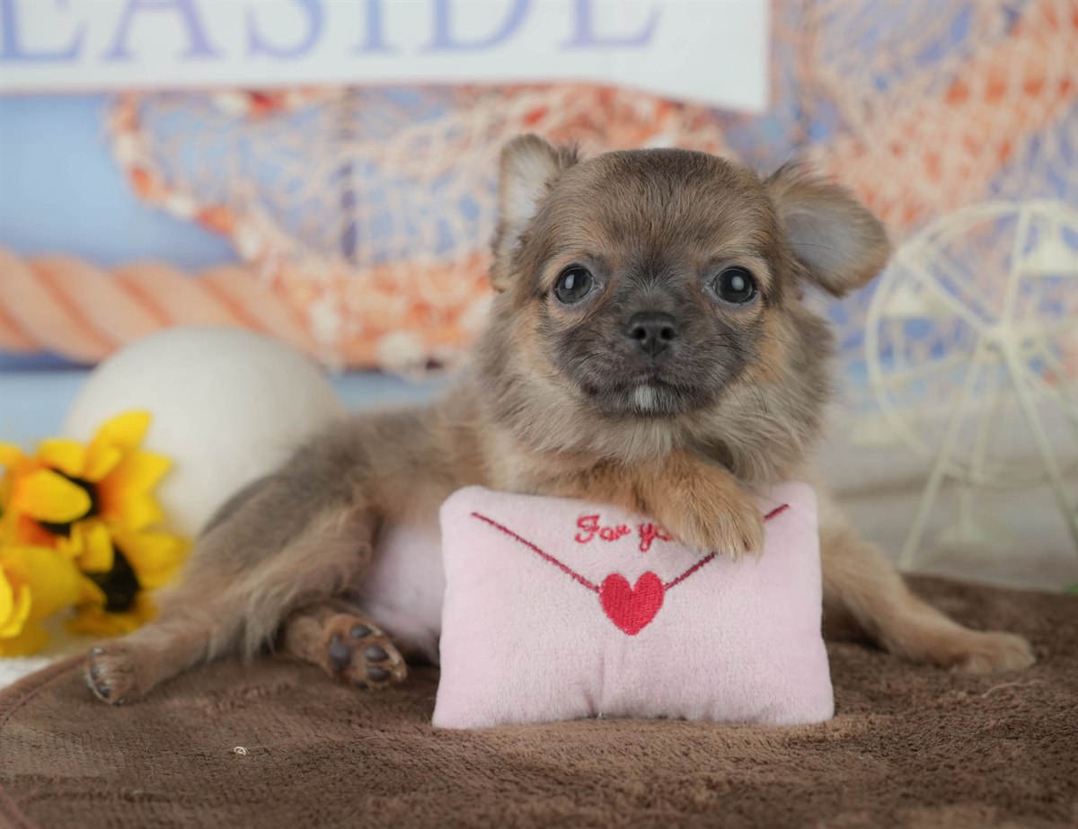 チワワ(ロング) | 男の子 | フォーン | 2026年1月24日（ID:dog-200015286）