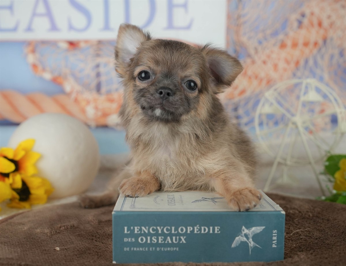 チワワ(ロング) | 男の子 | フォーン | 2026年1月24日（ID:dog-200015286）