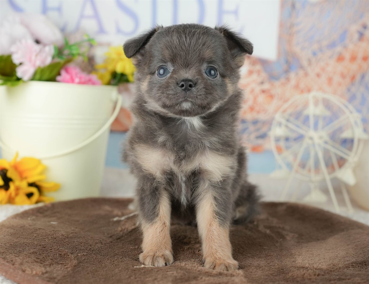 チワワ(ロング) | 男の子 | ブルー&タン | 2026年1月24日