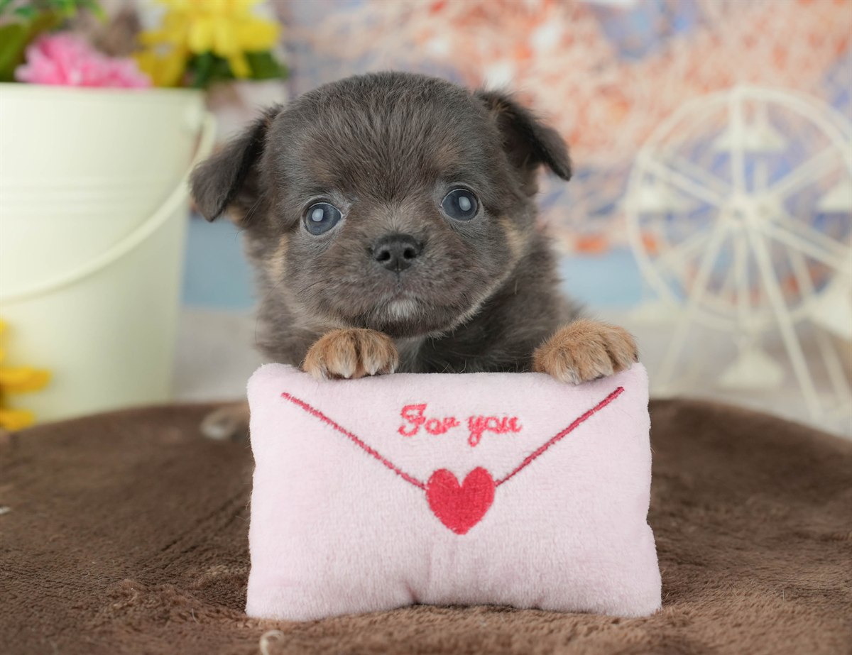 チワワ(ロング) | 男の子 | ブルー&タン | 2026年1月24日