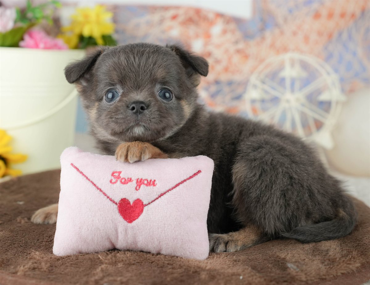 チワワ(ロング) | 男の子 | ブルー&タン | 2026年1月24日