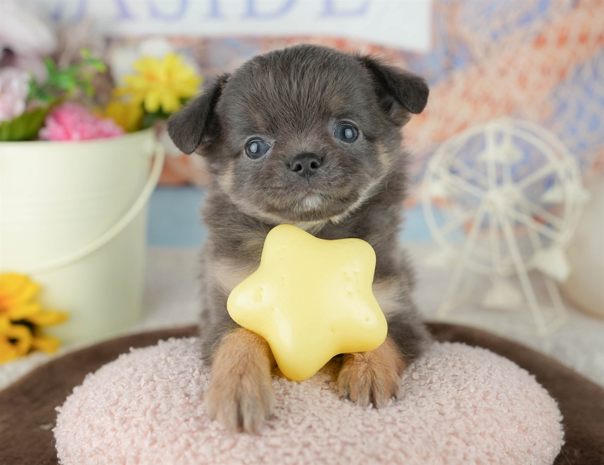 チワワ(ロング) | 男の子 | ブルー&タン | 2026年1月24日