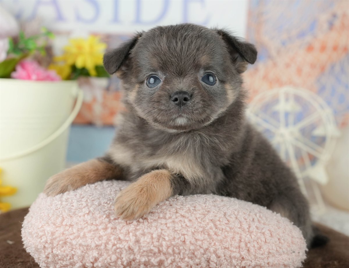 チワワ(ロング) | 男の子 | ブルー&タン | 2026年1月24日