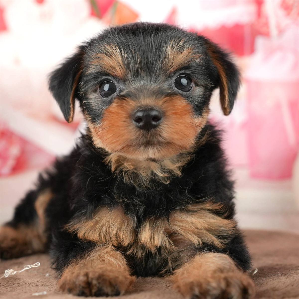 ヨークシャー・テリア | 男の子 | スティールブルー&タン | 2026年1月25日