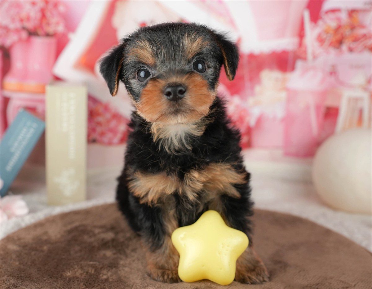 ヨークシャー・テリア | 男の子 | スティールブルー&タン | 2026年1月25日