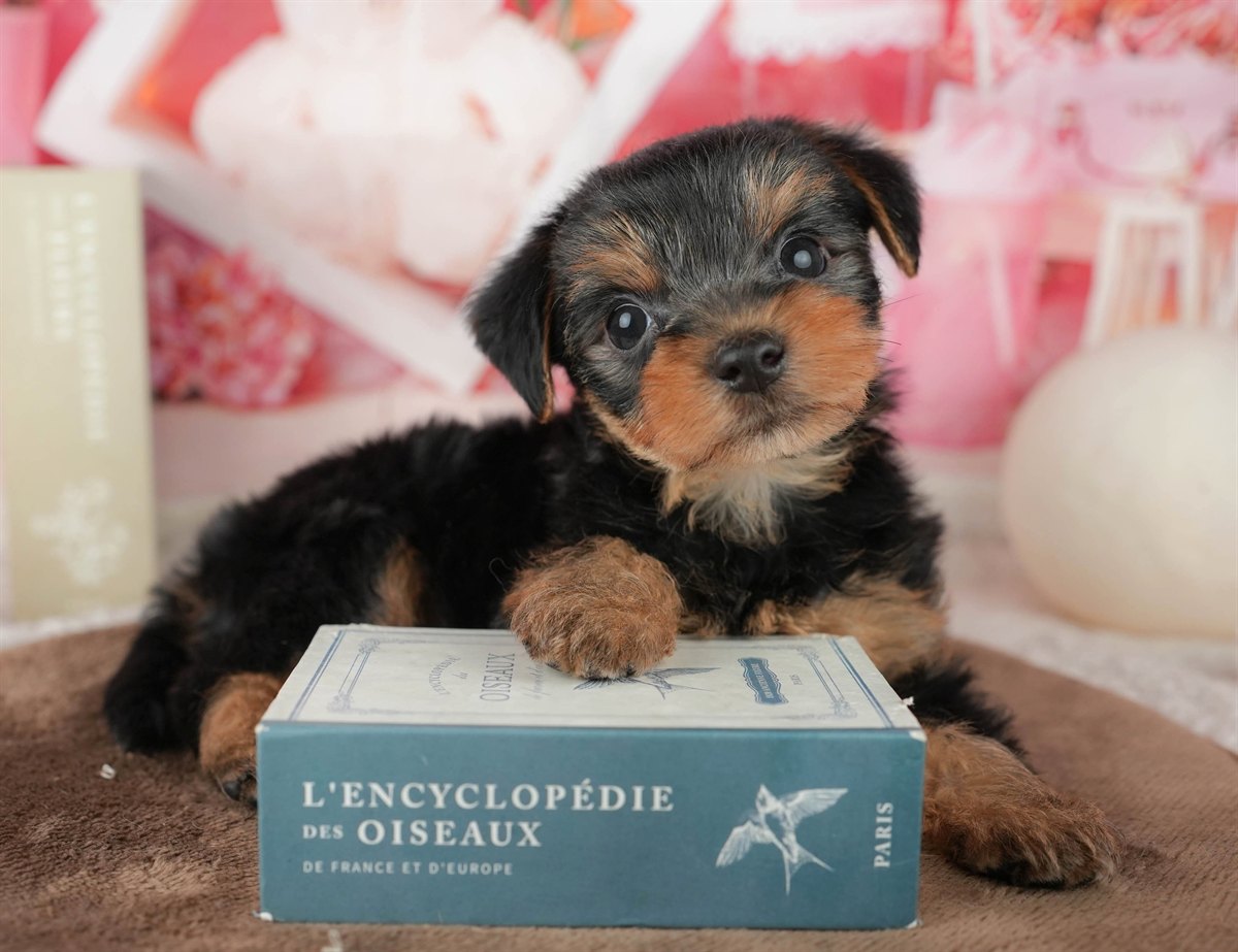 ヨークシャー・テリア | 男の子 | スティールブルー&タン | 2026年1月25日