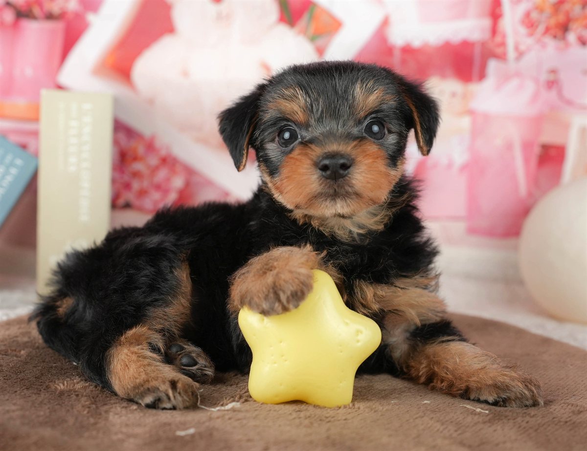 ヨークシャー・テリア | 男の子 | スティールブルー&タン | 2026年1月25日