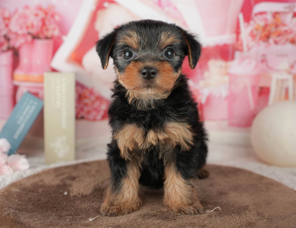 ヨークシャー・テリア | 男の子 | スティールブルー&タン | 2026年1月25日