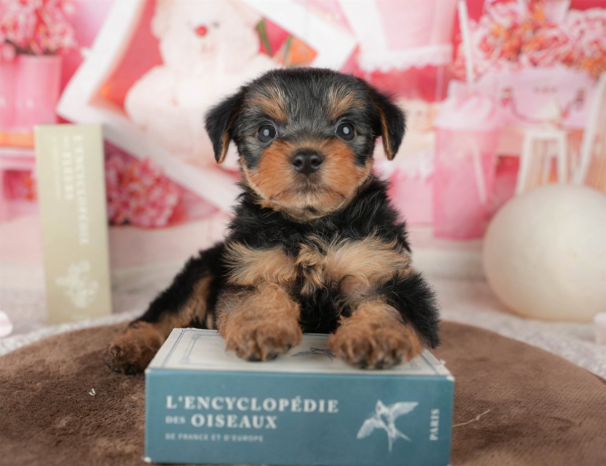 ヨークシャー・テリア | 男の子 | スティールブルー&タン | 2026年1月25日