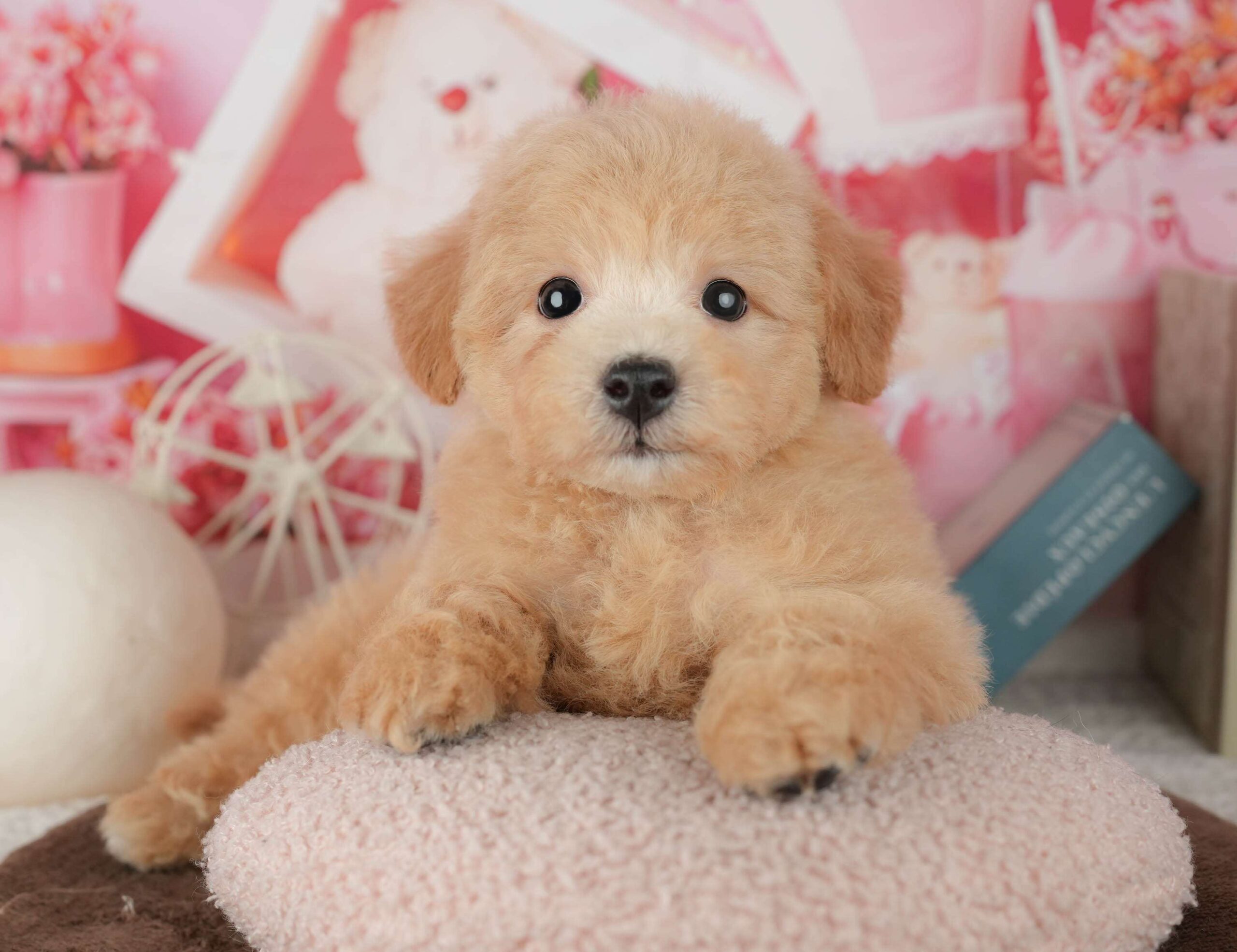 ビションプー | 男の子 | レッド | 2026年1月25日