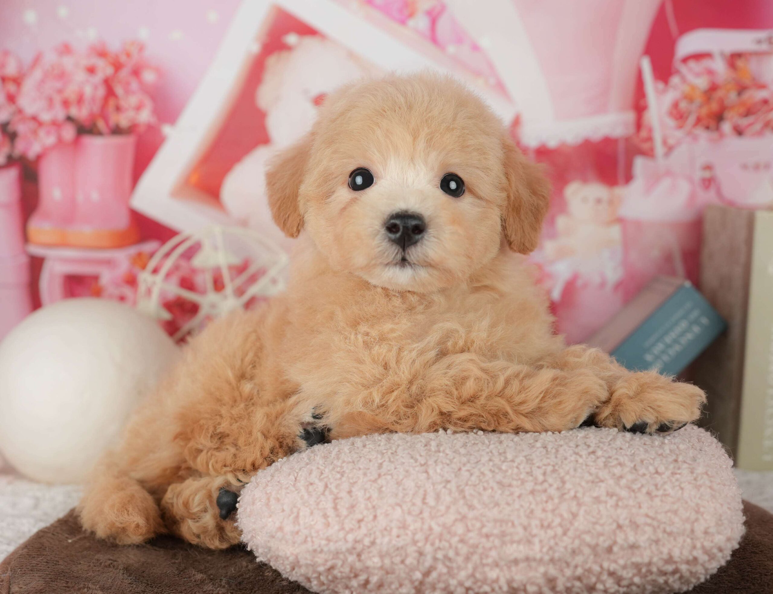 ビションプー | 男の子 | レッド | 2026年1月25日