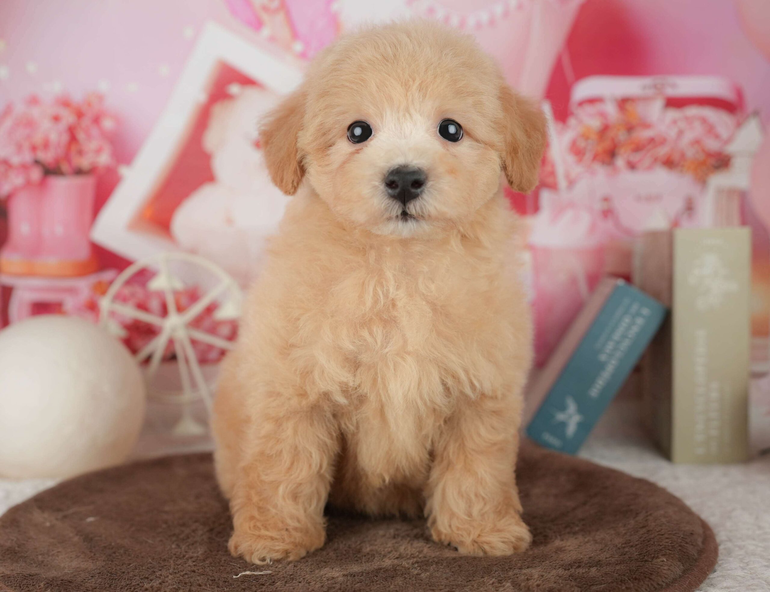 ビションプー | 男の子 | レッド | 2026年1月25日