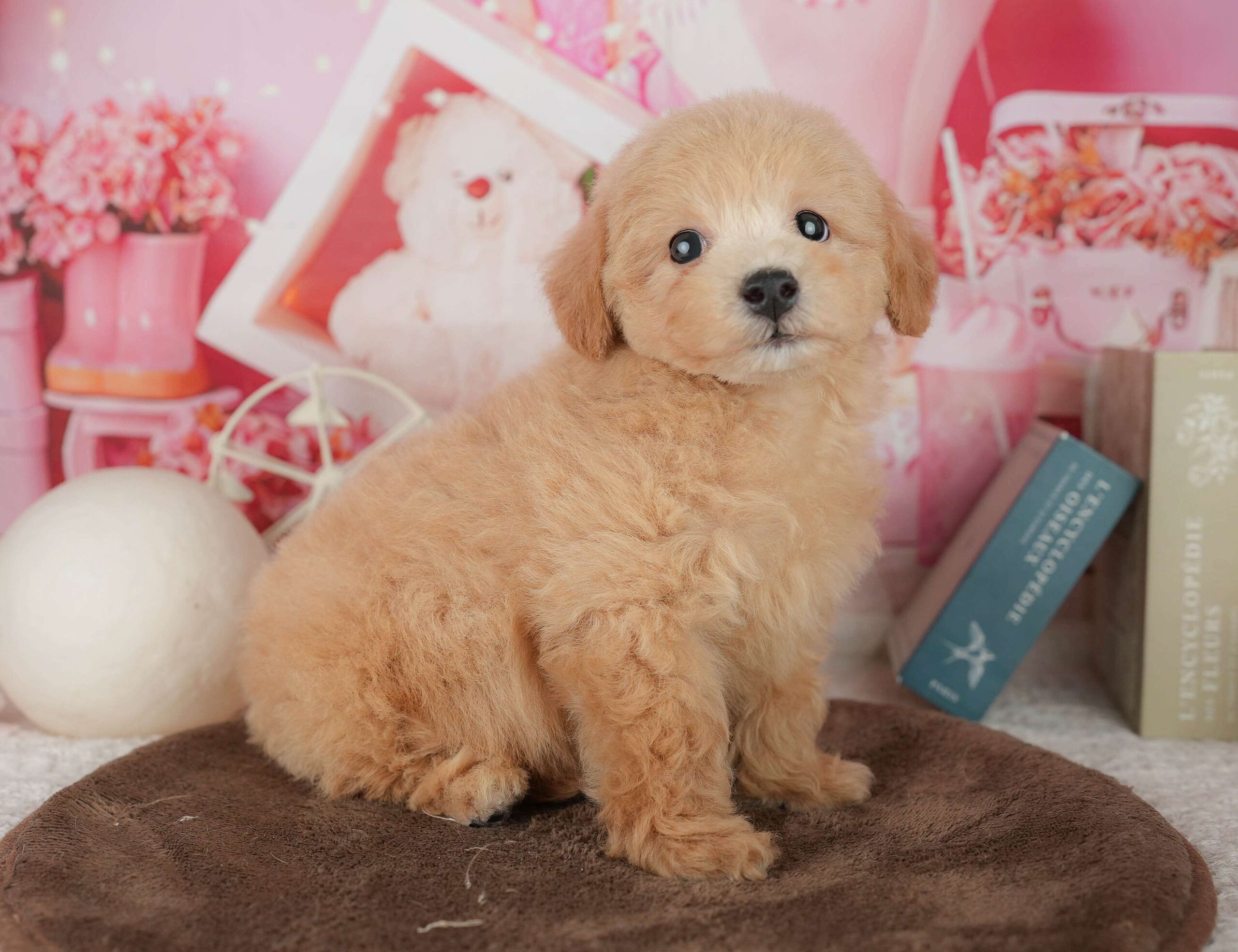 ビションプー | 男の子 | レッド | 2026年1月25日