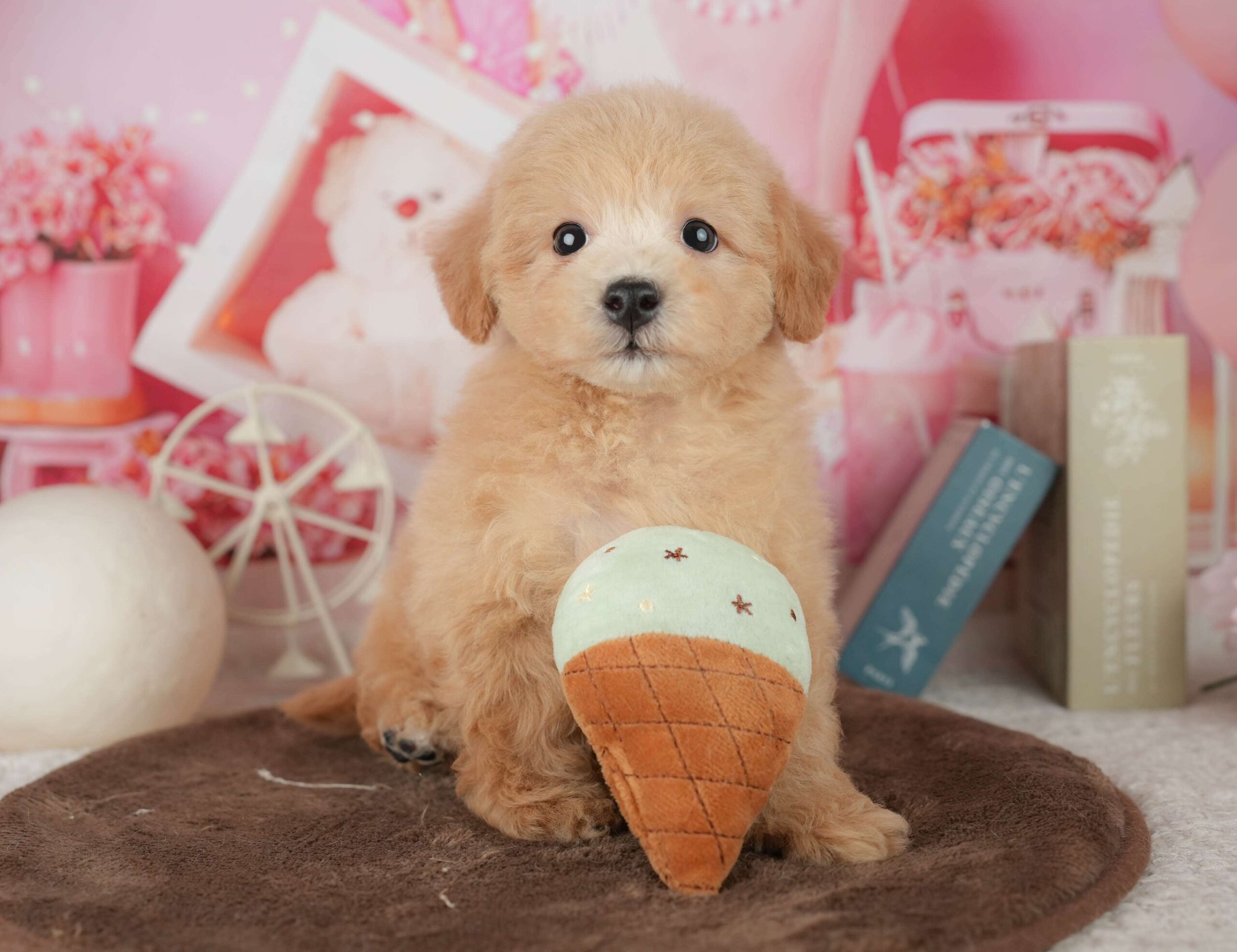 ビションプー | 男の子 | レッド | 2026年1月25日